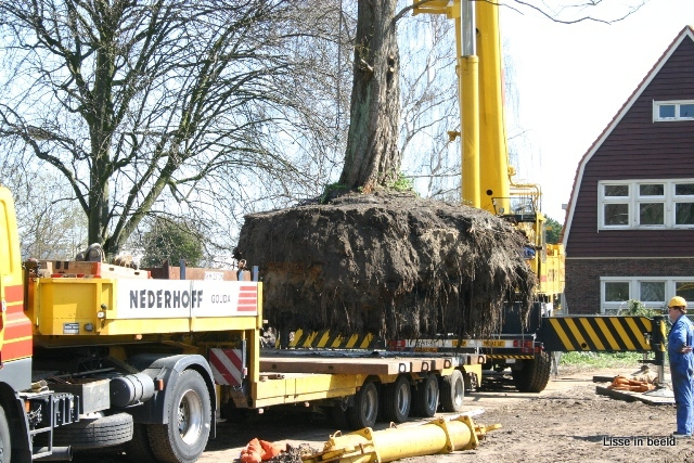 Tuinbouwschool bomen verplaatst